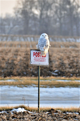 Snowy owl