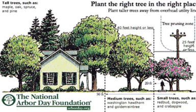 Plant the right tree in the right place