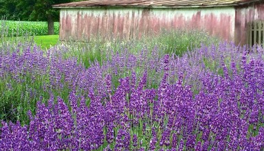 Lavender farm