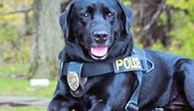 Former USPD K-9 Hunter featured