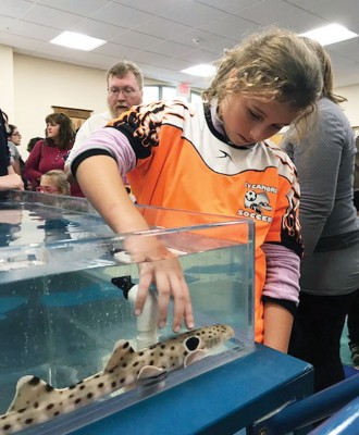 Petting a shark