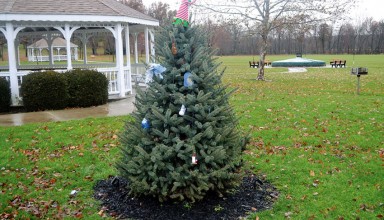 The Upper Tree is back