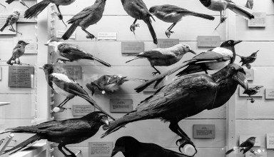 North American Birds Exhibit